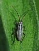 Leptopterna dolabrata